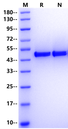NELFE Protein, Human