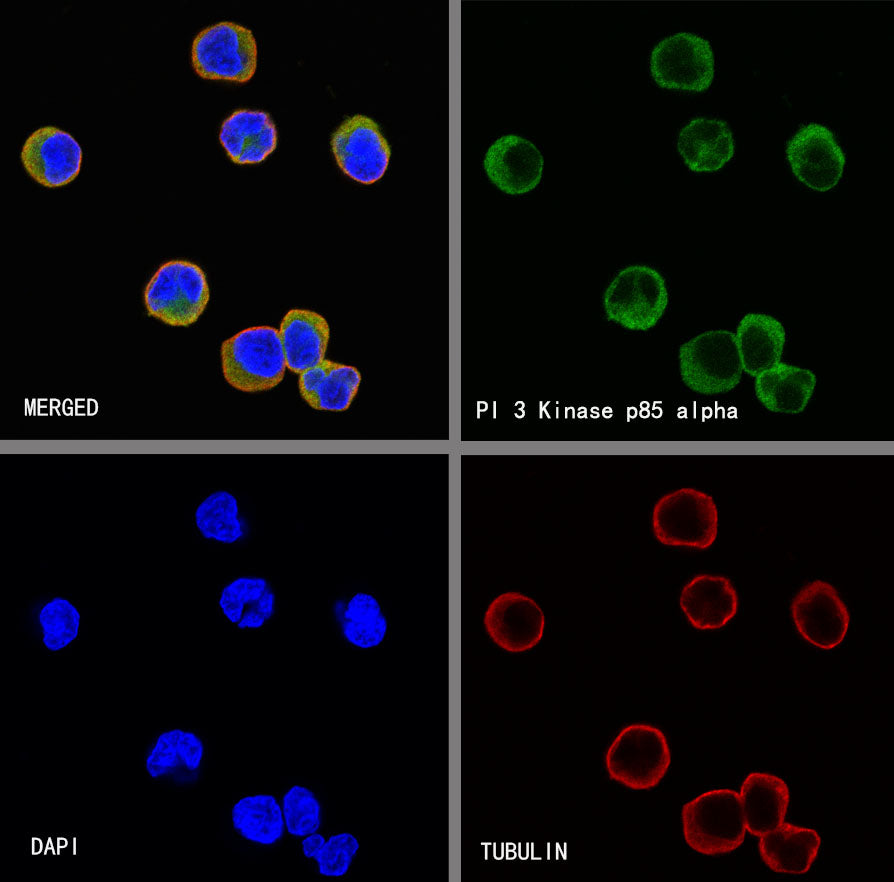 PI3 Kinase p85α Recombinant Rabbit mAb (S-328-24)