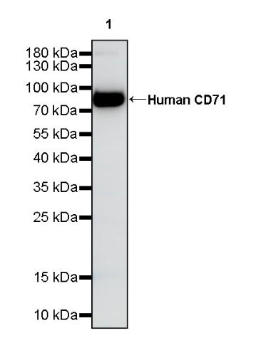 Invivo Anti-Human CD71 Recombinant mAb