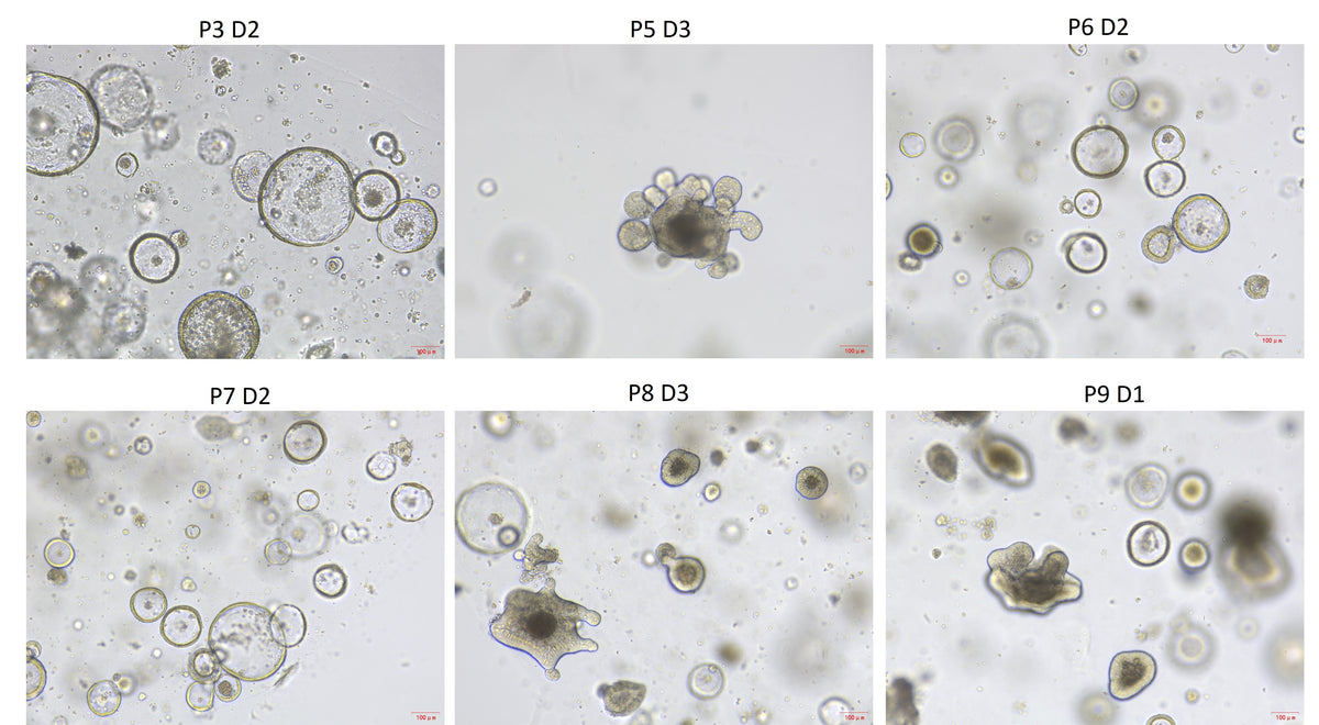 EGF Protein, Mouse