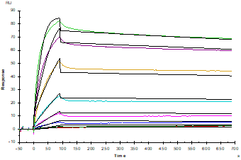 CD7 Ligand/SECTM1 Fc Chimera Protein, Human