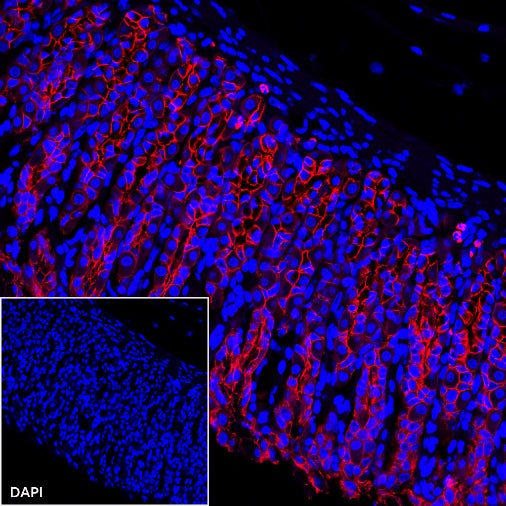 E-Cadherin Recombinant Rabbit mAb (Alexa Fluor® 594 Conjugate) (S-438-5)