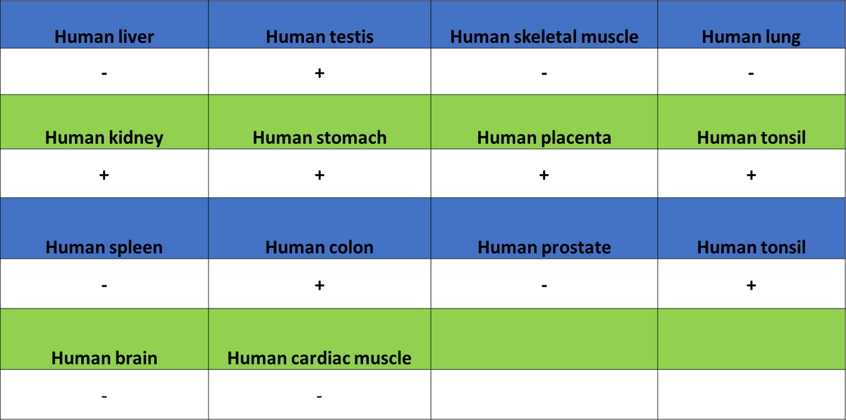 CDK7 Recombinant Rabbit mAb (S-2739-124)