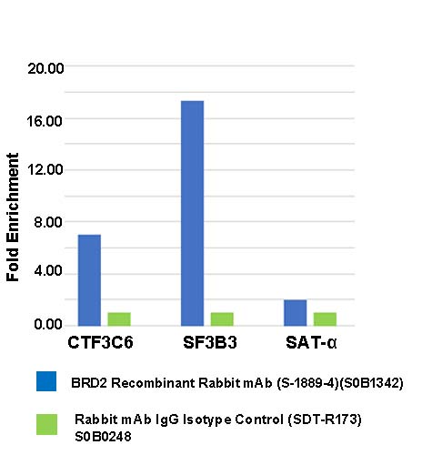 BRD2 Recombinant Rabbit mAb (S-1889-4)