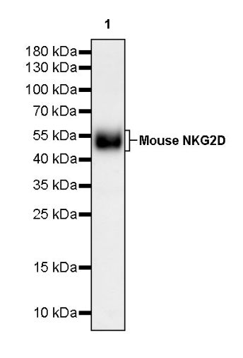 Invivo Anti-Mouse NKG2D Recombinant mAb
