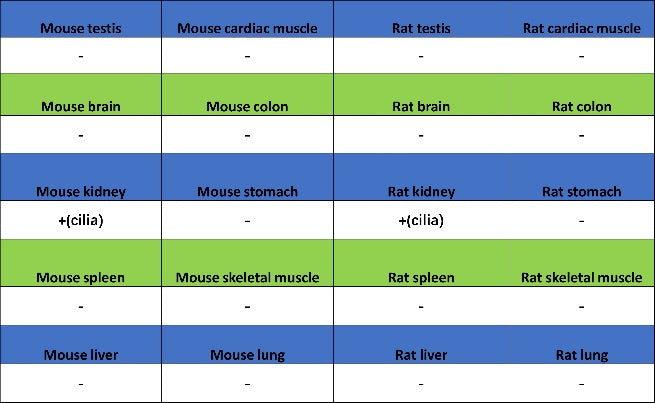 ARL13B Recombinant Rabbit mAb (S-2113-11)