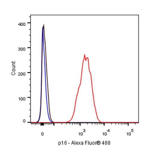 p16 Recombinant Rabbit mAb (S-303-1)