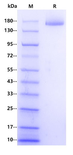 Human Reelin Protein, His Tag