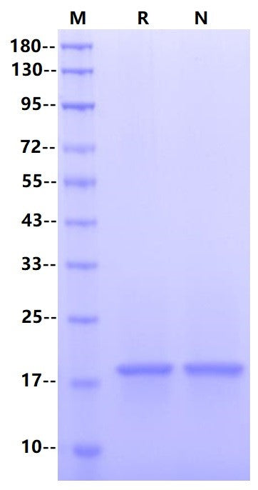 IL-1β Protein, Mouse