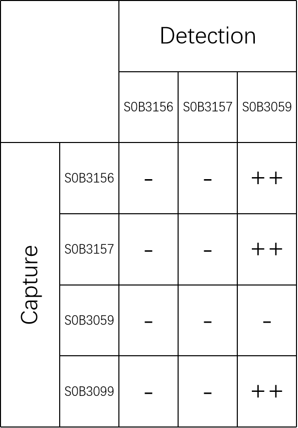 Tau (phospho T181) Recombinant Rabbit mAb (SDT-R045)