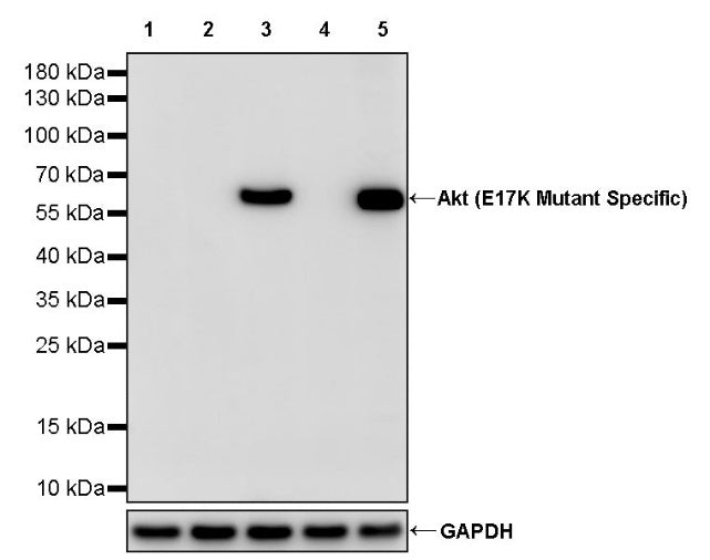 Akt (E17K Mutant Specific) Rabbit Polyclonal Antibody