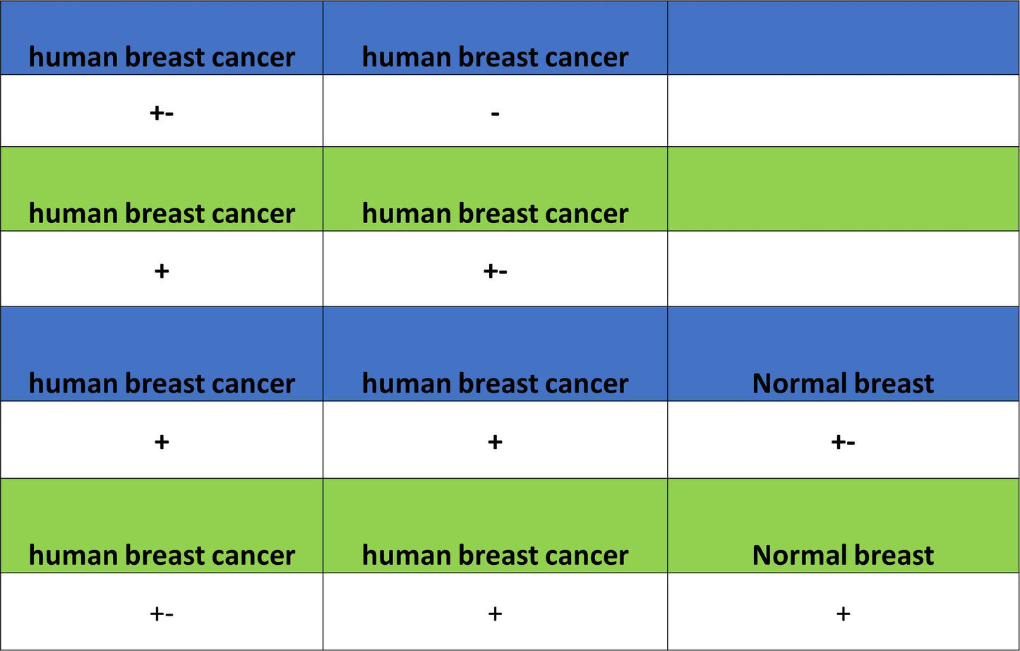 BRCA2 Recombinant Rabbit mAb (S-5306)