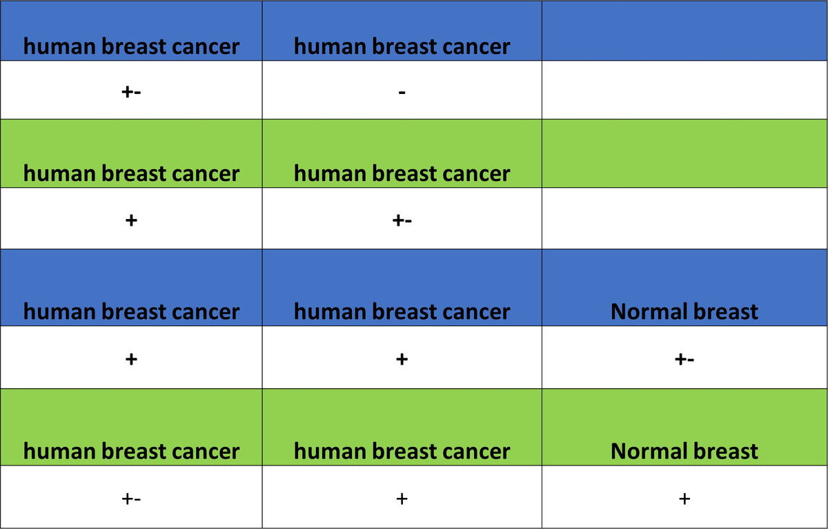 BRCA2 Recombinant Rabbit mAb (S-5306)