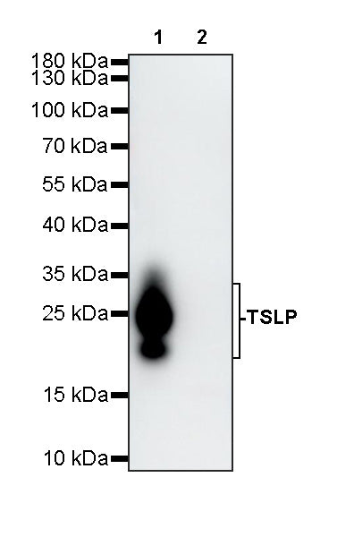 Invivo Anti-Mouse TSLP Recombinant mAb