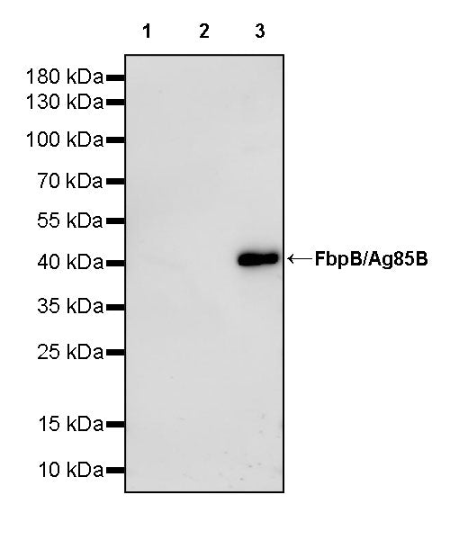FbpB/Ag85B Recombinant Rabbit mAb (S-3325-22)