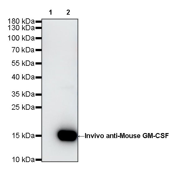 Invivo anti-Mouse GM-CSF Recombinant mAb