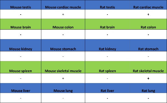 CA4 Recombinant Rabbit mAb (S-2339-24)