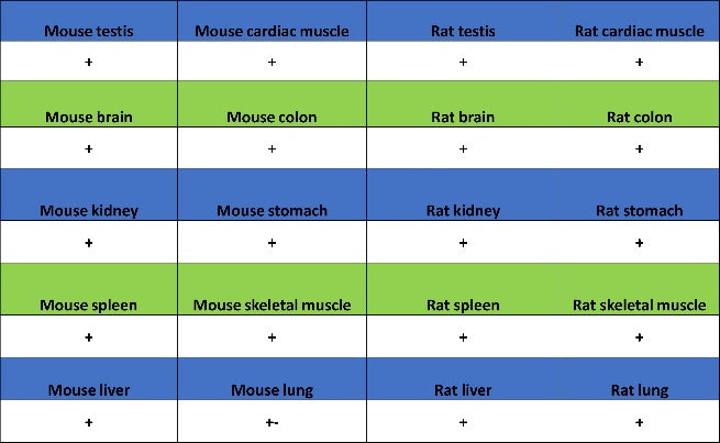 DLX5 Recombinant Rabbit mAb (S-2785-79)