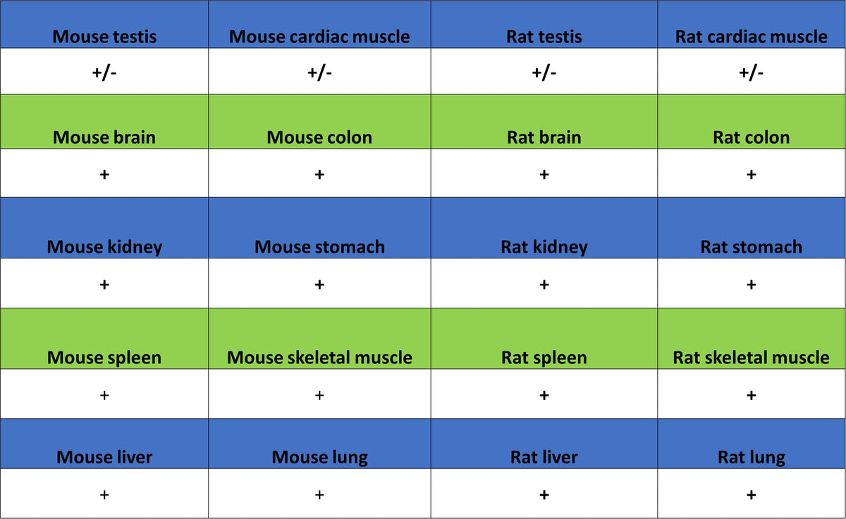 ALDH2 Recombinant Rabbit mAb (S-4173-20)