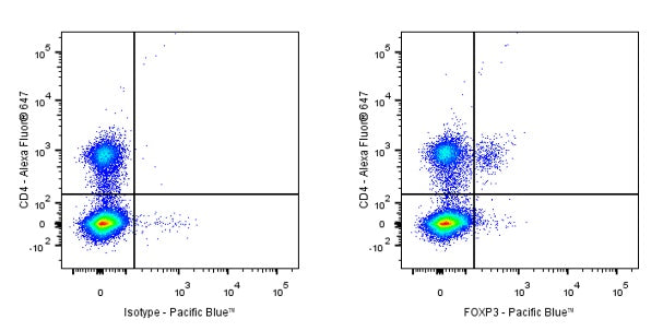 Pacific Blue Rat Anti-Mouse FOXP3 Antibody (MF23)