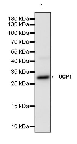 UCP1 Recombinant Rabbit mAb (S-1571-45)