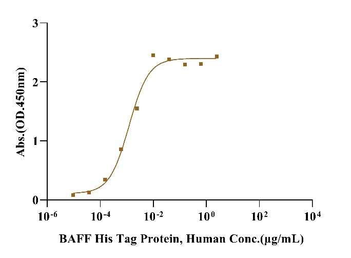 Biotinylated BAFFR/TNFRSF13C Fc&Avi Tag Protein, Human