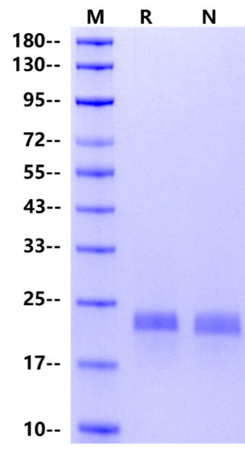 OSM(195aa) Protein, Human