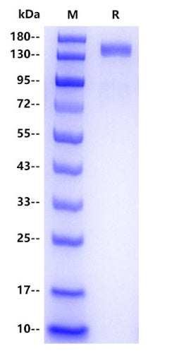 Human FLT4 Protein, hFc Tag