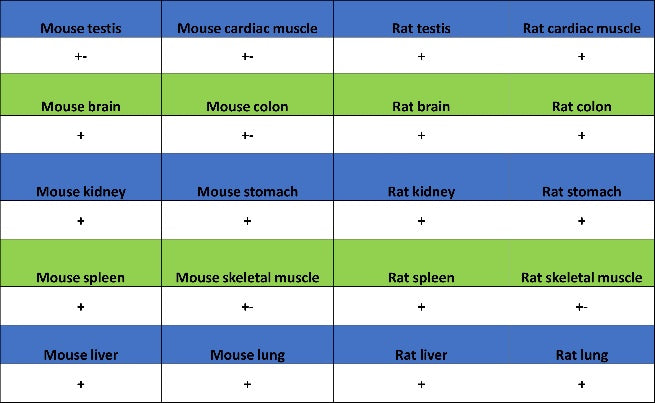 CDK9 Recombinant Rabbit mAb (S-2661-10)