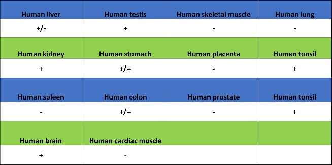 HPRT1 Rabbit Polyclonal Antibody