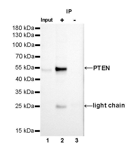 S-RMab® PTEN Recombinant Rabbit mAb (SDT-R069)