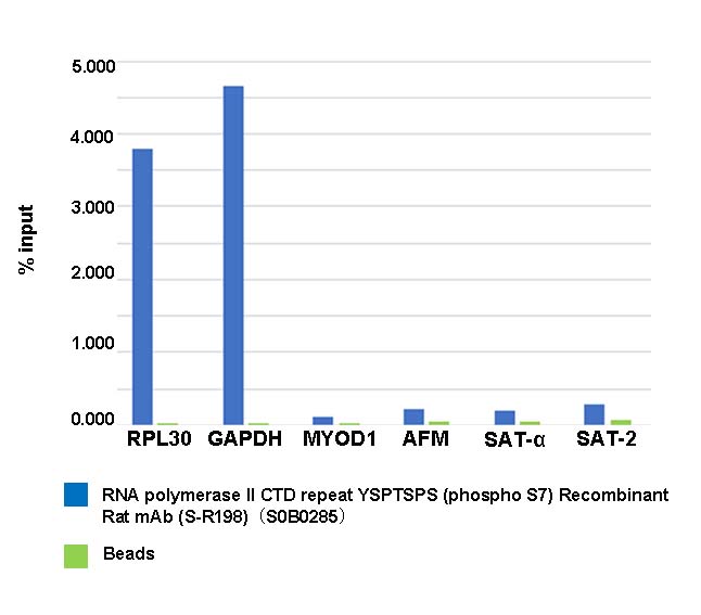 RNA polymerase II CTD repeat YSPTSPS (phosphor S7) Recombinant Rat mAb (S-R198)