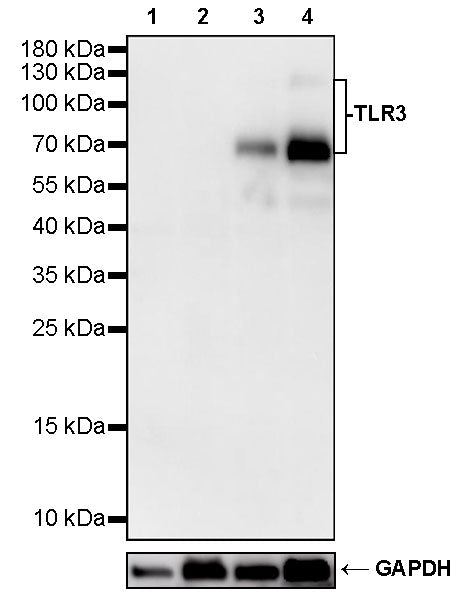 TLR3 Recombinant Rabbit mAb (S-4000-47)