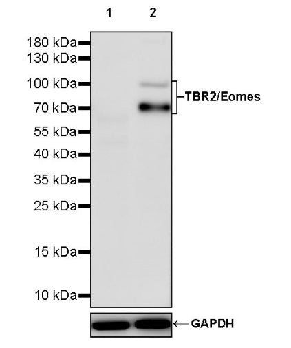 TBR2/Eomes Recombinant Rabbit mAb (S-1101-123)