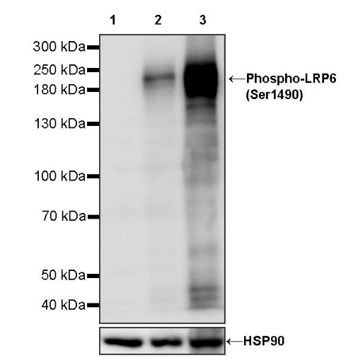 Phospho-LRP6 (Ser1490) Recombinant Rabbit mAb (S-1489-86)