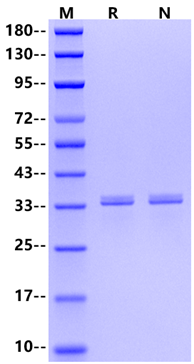 Galectin-4 Protein, Human