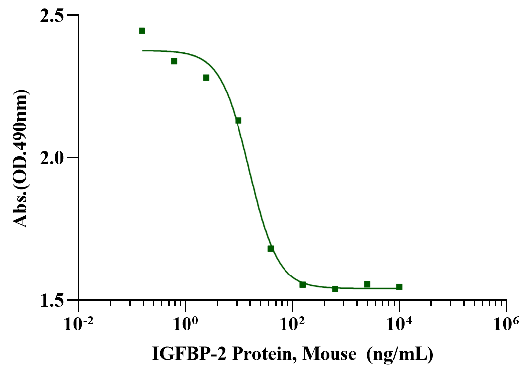 IGFBP-2 Protein, Mouse
