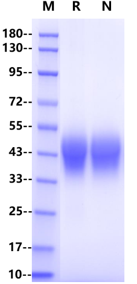 Fc γ RIIA/CD32a His Tag Protein, Rat