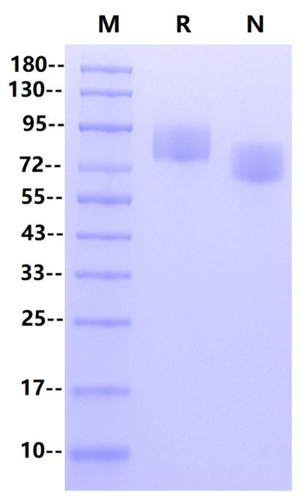 Siglec-4a His Tag Protein, Human