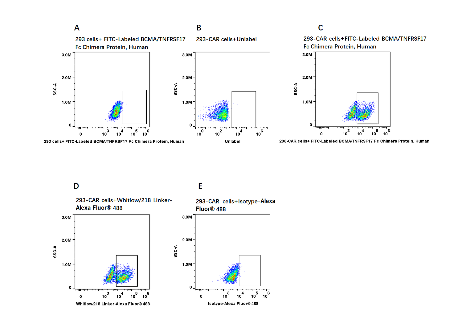 FITC-Labeled BCMA/TNFRSF17 Fc Chimera Protein, Human