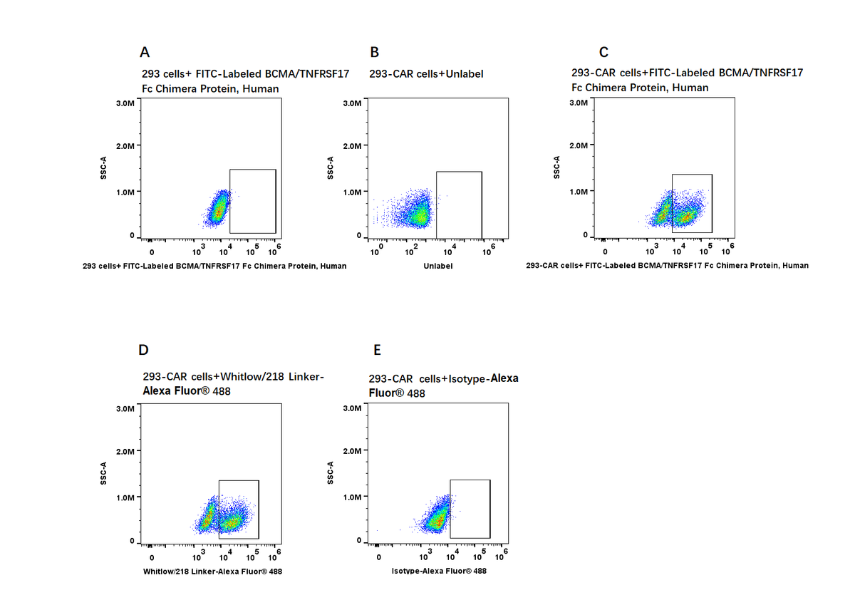 FITC-Labeled BCMA/TNFRSF17 Fc Chimera Protein, Human