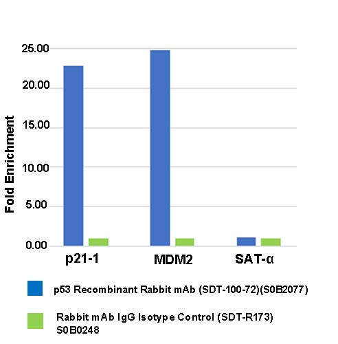 p53 Recombinant Rabbit mAb (SDT-100-72)