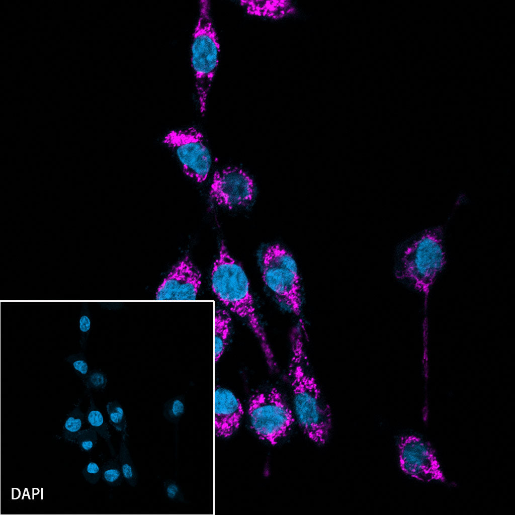 HSP60 Recombinant Rabbit mAb (Cy5 conjugate) (SDT-R012)