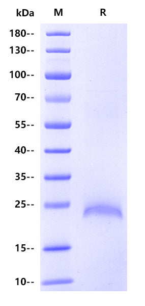 DcR3 His Tag Protein, Human