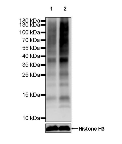S-RMabMixTM L-Lactyl Lysine Rabbit mAb