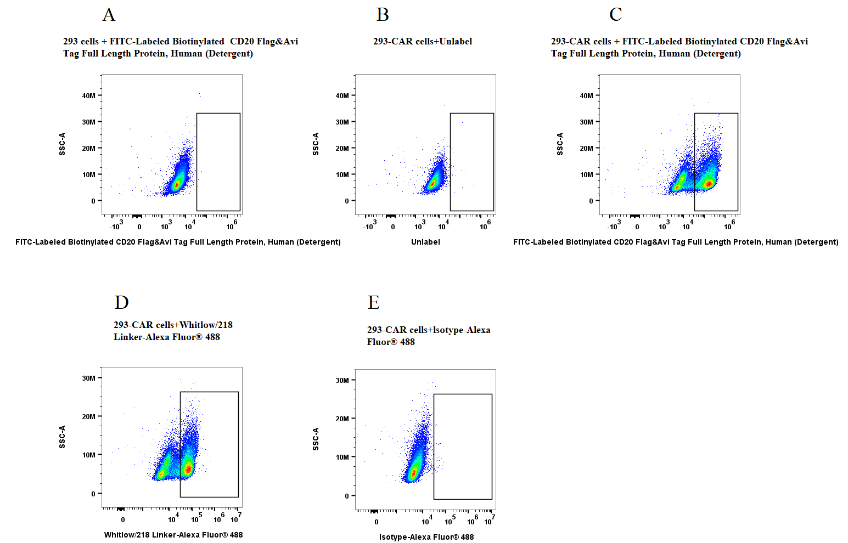 FITC-Labeled CD20 Flag&Avi Tag Full Length Protein, Human (Detergent)