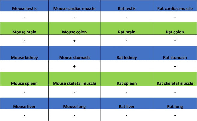 INSM1 Recombinant Rabbit mAb (SDT-3165-72)