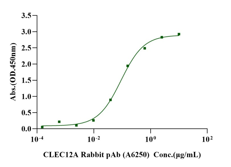 CLEC12A/MICL His Tag Protein, Cynomolgus