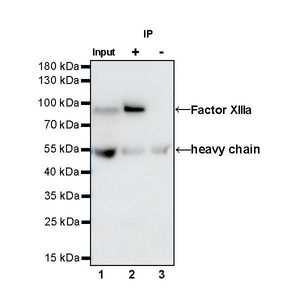 Product image media
