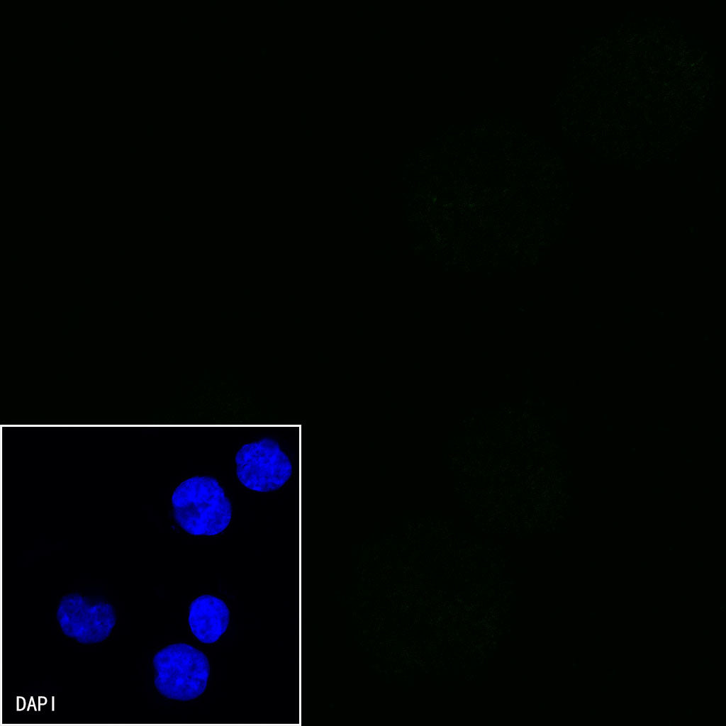CD21 Mouse mAb (S-764-18)